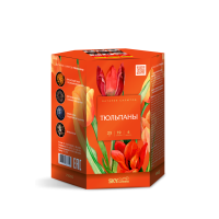Тюльпаны Салют купить в Суздале | suzdal.salutsklad.ru